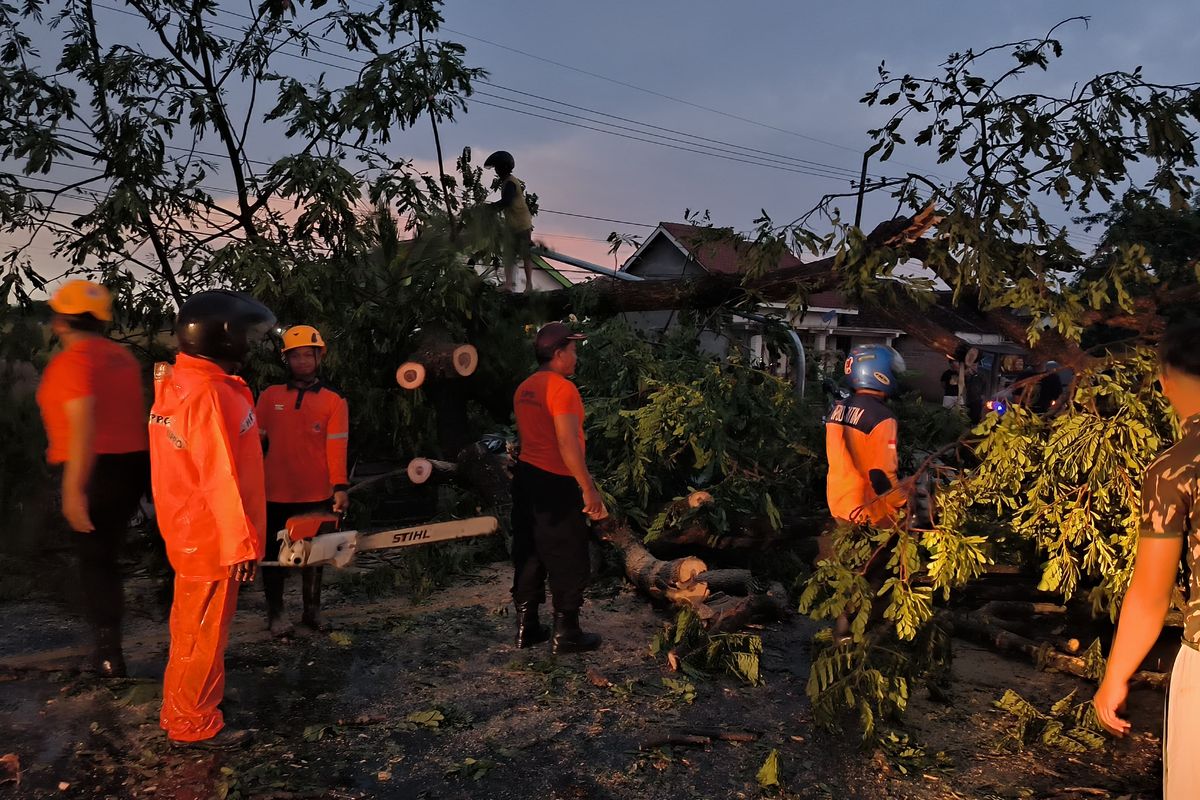 Tim BPBD dan Damkar Pemkab Madiun memotong pohon yang tumbang menutup akses ruas jalan akibat bencana angin kencang, Kamis (31/10/2024) sore