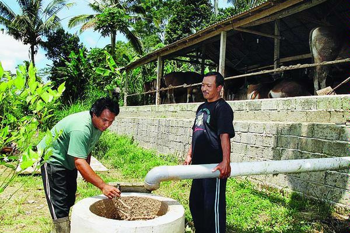 Nyoman Suwena (40, kiri) memasukkan kotoran ternak sapinya ke reaktor biogas yang dibangun di rumahnya di Dusun Penyabangan, Desa Kerta, Kecamatan Payangan, Kabupaten Gianyar, Bali, Sabtu (26/3). Biogas yang dihasilkan dapat digunakan untuk memasak selama empat jam lebih. Suwena pun kini tidak lagi membeli elpiji untuk memasak.