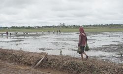 Gubernur Sabran Sebut Food Estate di Kalteng Bantu Perkuat Pangan Indonesia