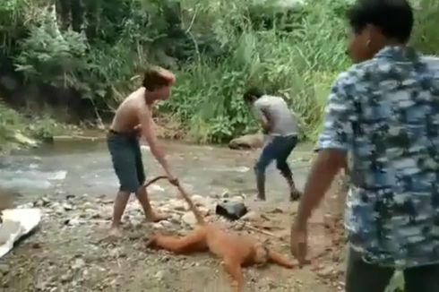 Fakta Video Viral Warga Siksa Simpai Sumatera, Terancam Punah, BKSDA Turun Tangan