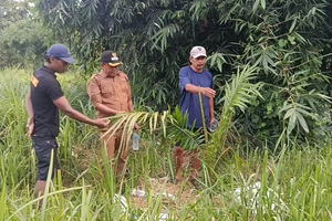 Temuan Kebun Sawit 6,5 Hektare, Distan Kabupaten Cirebon: Kami Juga Kaget, Tiba-tiba Ada
