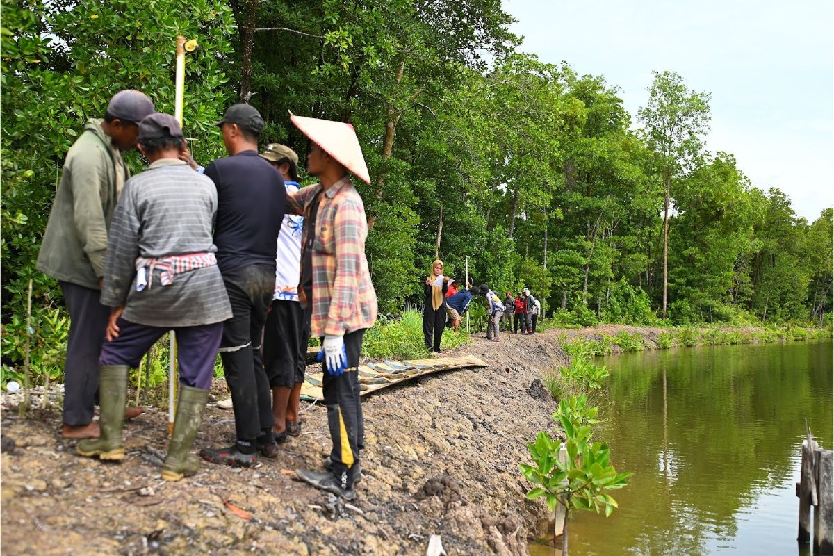Kegiatan pelatihan di tambak Associated Mangrove Aquaculture (AMA) di Kalimantan Utara. Pelatihan ini bertujuan untuk mengenalkan praktik budi daya yang selaras dengan pendekatan Ecological Mangrove Rehabilitaiton (EMR)