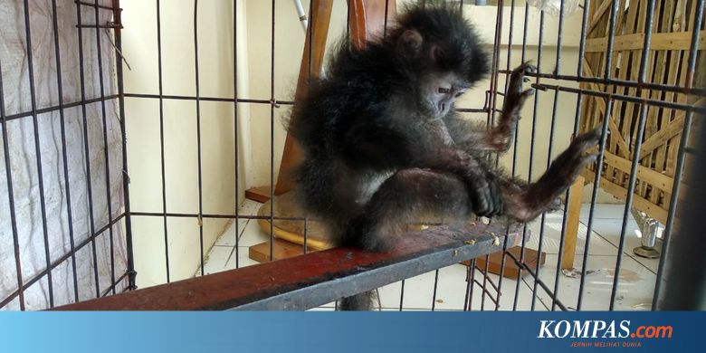 Jual Primata Langka Melalui Medsos Sopir Truk Ditangkap Di Jepara