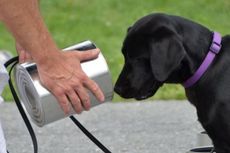 Enggan Endus Bahan Peledak, Anjing Ini Dikeluarkan dari CIA