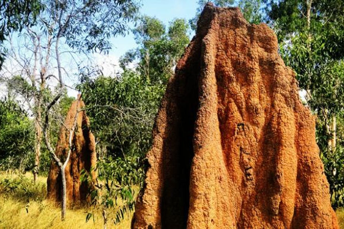 Musamus atau sarang semut, banyak ditemui di Merauke, Papua.