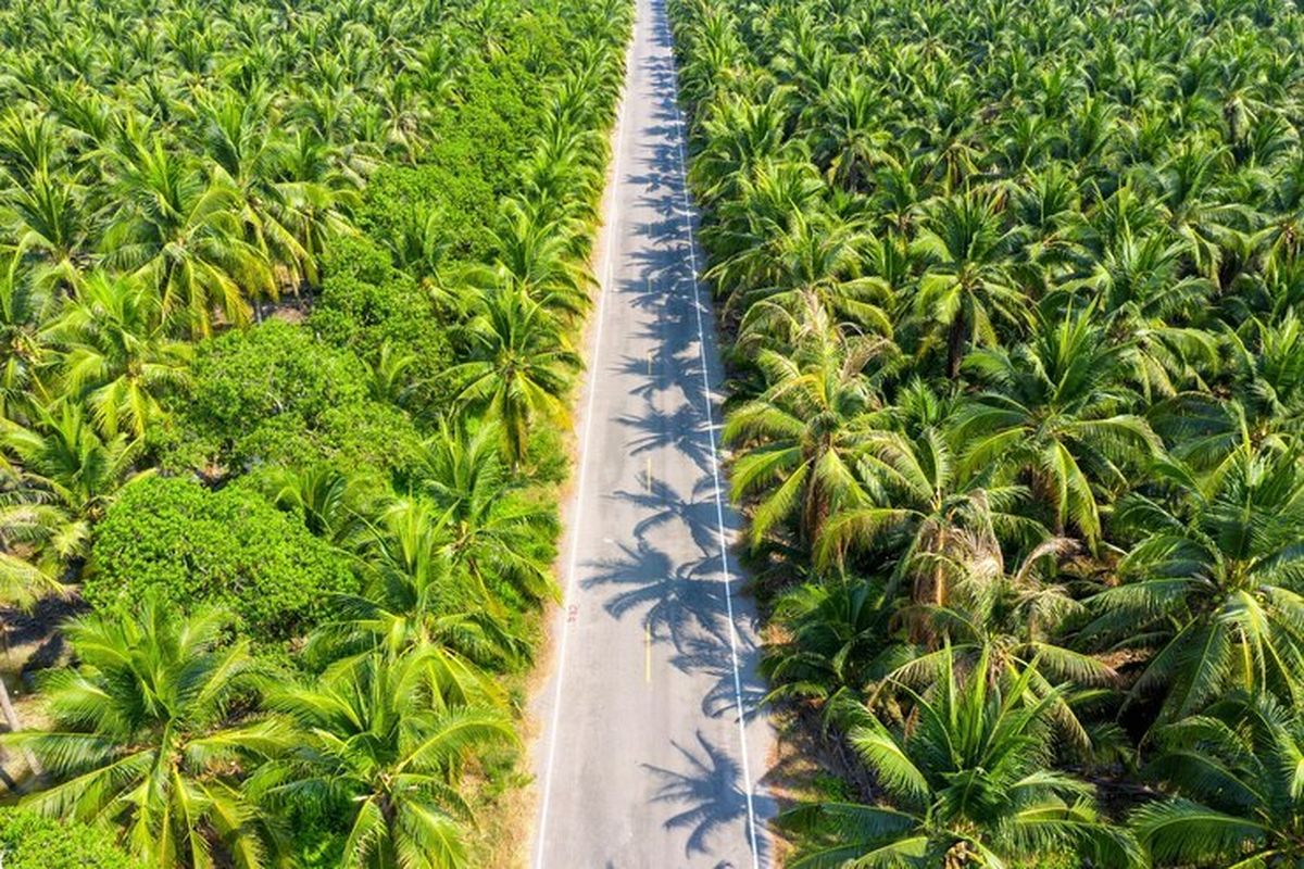 Ilustrasi perkebunan kelapa sawit