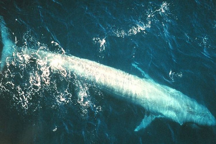 10 Hewan Laut Terbesar Sepanjang Sejarah Bumi, Ada yang Lidahnya Seberat Gajah