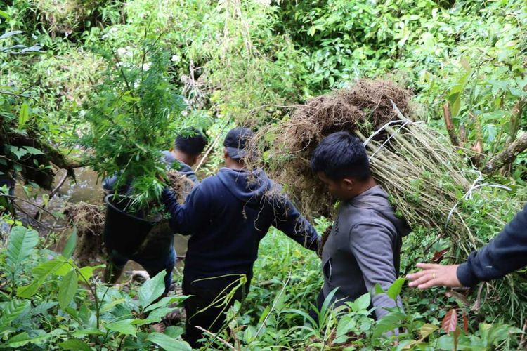 KARO K160-19 Polres Karo Amankan Ratusan Batang Ganja di Hutan Tahura