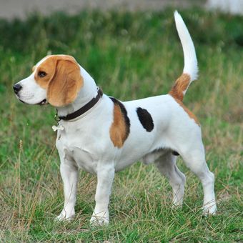 Ilustrasi anjing Beagle. 