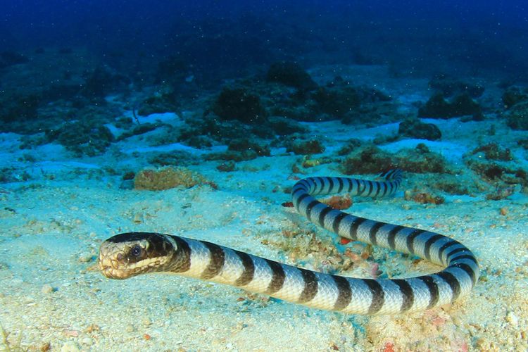 Ilustrasi ular laut.