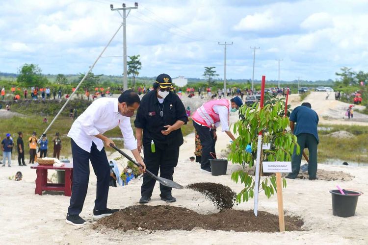Presiden Joko Widodo (Jokowi) kunjungi Kabupaten Sintang, Kalimantan Barat (Kalbar), Rabu (8/12/2021). Setelah meresmikan Bandara Tebelian Sintang dan meninjau pembangunan infrastruktur penanganan banjir, Jokowi menggelar penanaman pohon di wilayah bekas tambang.