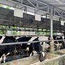 Imbas Cuaca Panas, Produksi Susu Merosot dan Kurang Bergizi
