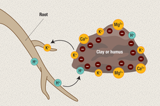 Ion-ion dalam Tanah yang Dibutuhkan Tumbuhan