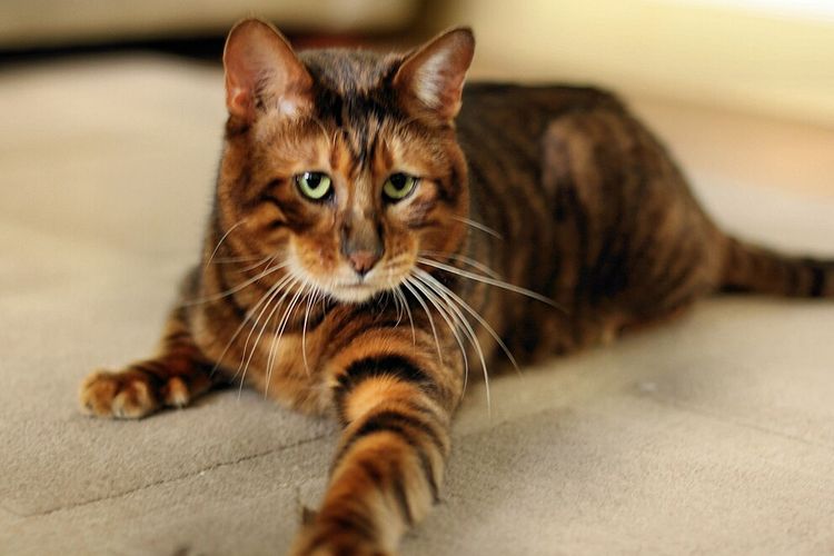 Ilustrasi kucing toyger, salah satu kucing termahal di dunia 