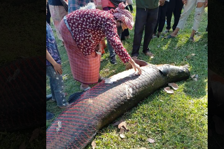 Ikan naga raksasa dengan berat sekitar 70 kilogram dilaporkan ditemukan di depan Angkor Wat di sebuah kolam di kolam Kasin, Kamboja