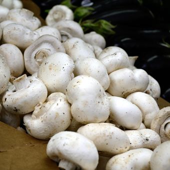 Ilustrasi jamur kancing atau jamur champignon.