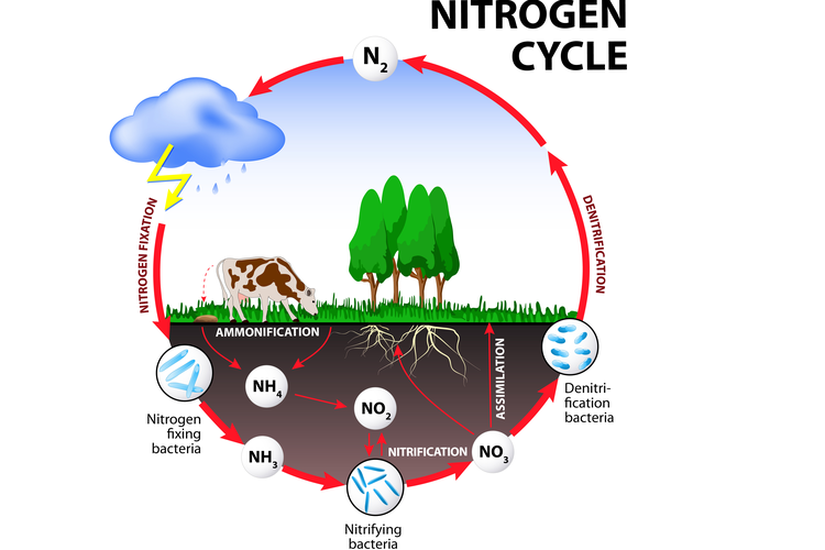 Tahapan Siklus Nitrogen Dan Penjelasannya 8274