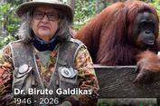 Konservasionis Orangutan Birute Galdikas Meninggal, Ingin Dimakamkan di Kalteng