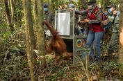 Pulih dari Luka Usai Berkonflik dengan Manusia, Orangutan Marisa Dikembalikan ke Tanagupa Kalbar