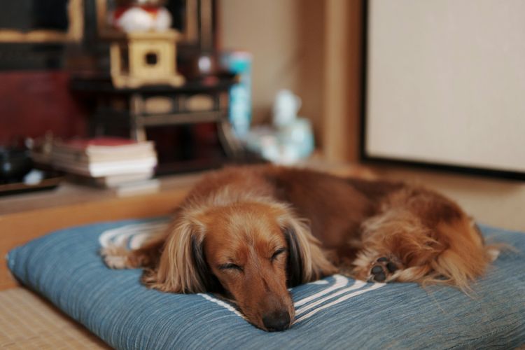 Penyebab Anjing Tidur Berlebihan, Normal atau Tanda Adanya Penyakit?