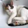 Ciri-ciri Kucing Harus Segera Dibawa ke Dokter Hewan