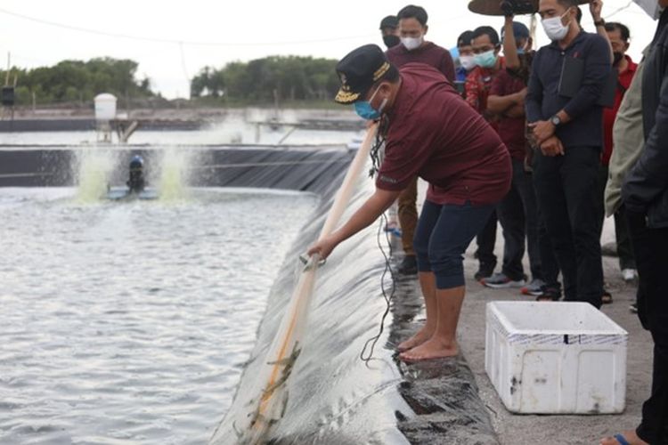 Gubernur Kalimantan Tengah (Kalteng) Sugianto Sabran saat berada di tambak udang, salah satu program prioritas Kalteng.
