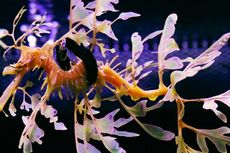 Demi Bertahan Hidup, Naga Laut Berdaun Ini Pakai Ban Pelampung