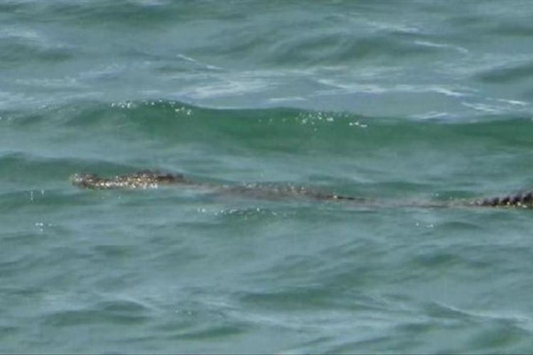 Seekor buaya terlihat berenang di Pantai Desa Passo, Kecamatan Baguala, Ambon, Minggu sore (11/8/2019) FOTO BKSDA MALUKU