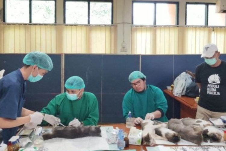 Puluhan Kucing Liar di Jaksel Ditangkapi Sudin KPKP, Ada Apa?