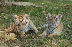 2 Bayi Harimau, 1 Bayi Owa, dan 2 Bayi Penguin Lahir di Taman Safari Indonesia