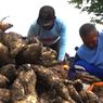 Harga Ubi Jalar Naik Jadi Rp 5.500 Per Kilogram di Magetan, Petani: Ini Termahal