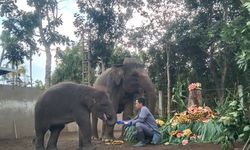 4 Peran Gajah untuk Alam, Jadi Spesies Kunci hingga Penyeimbang Ekosistem
