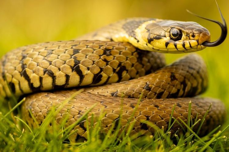 Ilustrasi ular di halaman rumah.