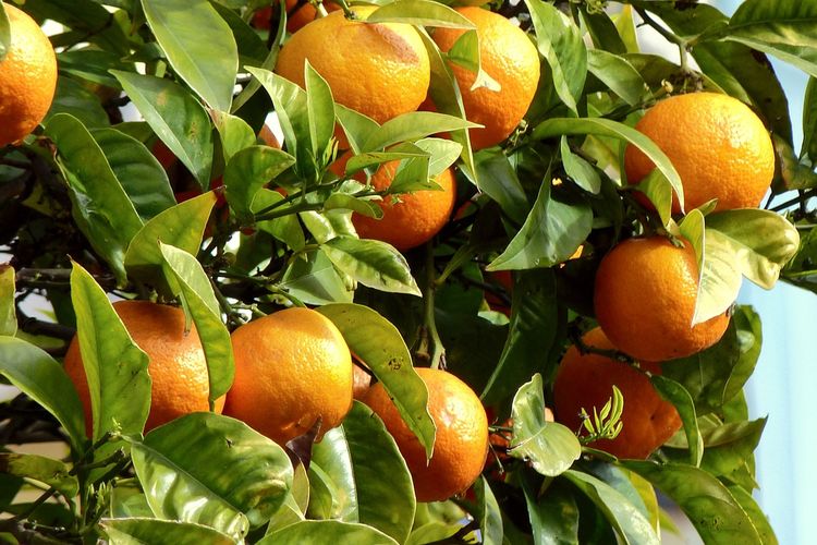 Ilustrasi tanaman buah jeruk, pohon jeruk. 