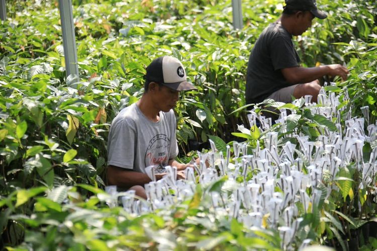 Pembibitan Kopi dan Kakao di Lampung Serap 200 Tenaga Kerja