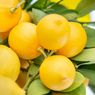 Perhatikan, Ini Hama yang Sering Menyerang Pohon Lemon dan Solusinya