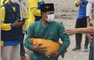 Tangkapan layar unggahan yang menunjukkan ikan mas selamat dalam musibah erupsi Gunung Semeru.