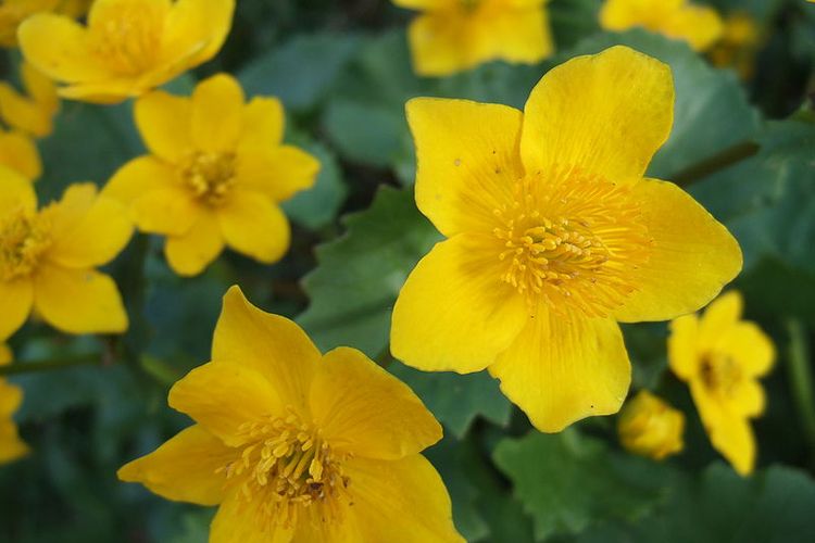 Marsh marigold