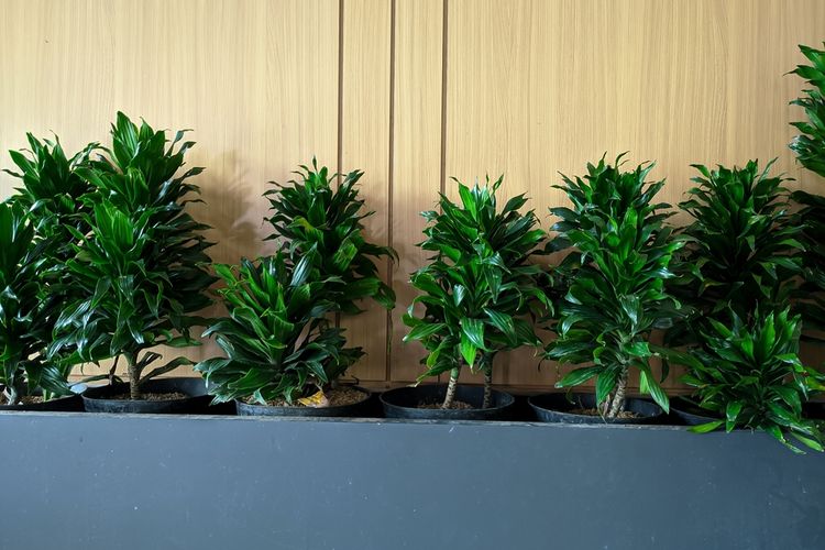 Ilustrasi tanaman hias Dracaena compacta.