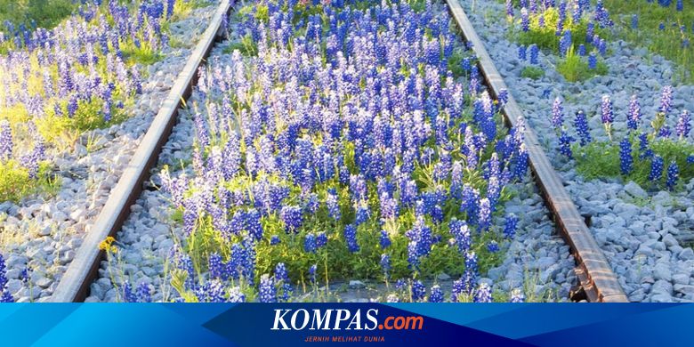 8 Tempat Berburu Bunga Liar Nan Cantik Di Amerika Serikat Halaman