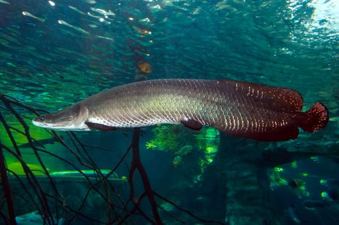 Ikan Arapaima, Tipikal Hewan Bersahabat tapi Tak Boleh Dipelihara