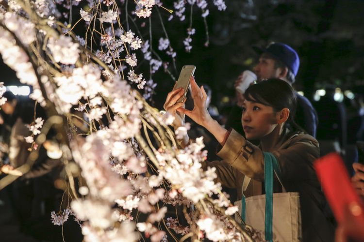 Seorang perempuan mengambil foto Prunus pendula atau Shidarezakura yang sedang mekar penuh di Taman Rikugien di Tokyo, Jepang, 27 Maret 2016. Sekitar 30.000 orang mengunjungi taman untuk melihat bunga sakura, kata manajemen kebun. EPA/KIMIMASA MAYAMA