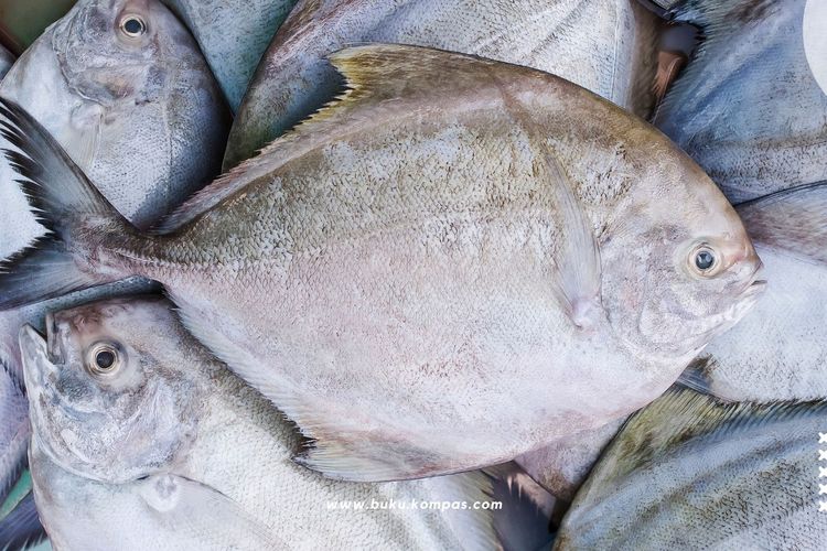 Jenis Ikan Laut Konsumsi