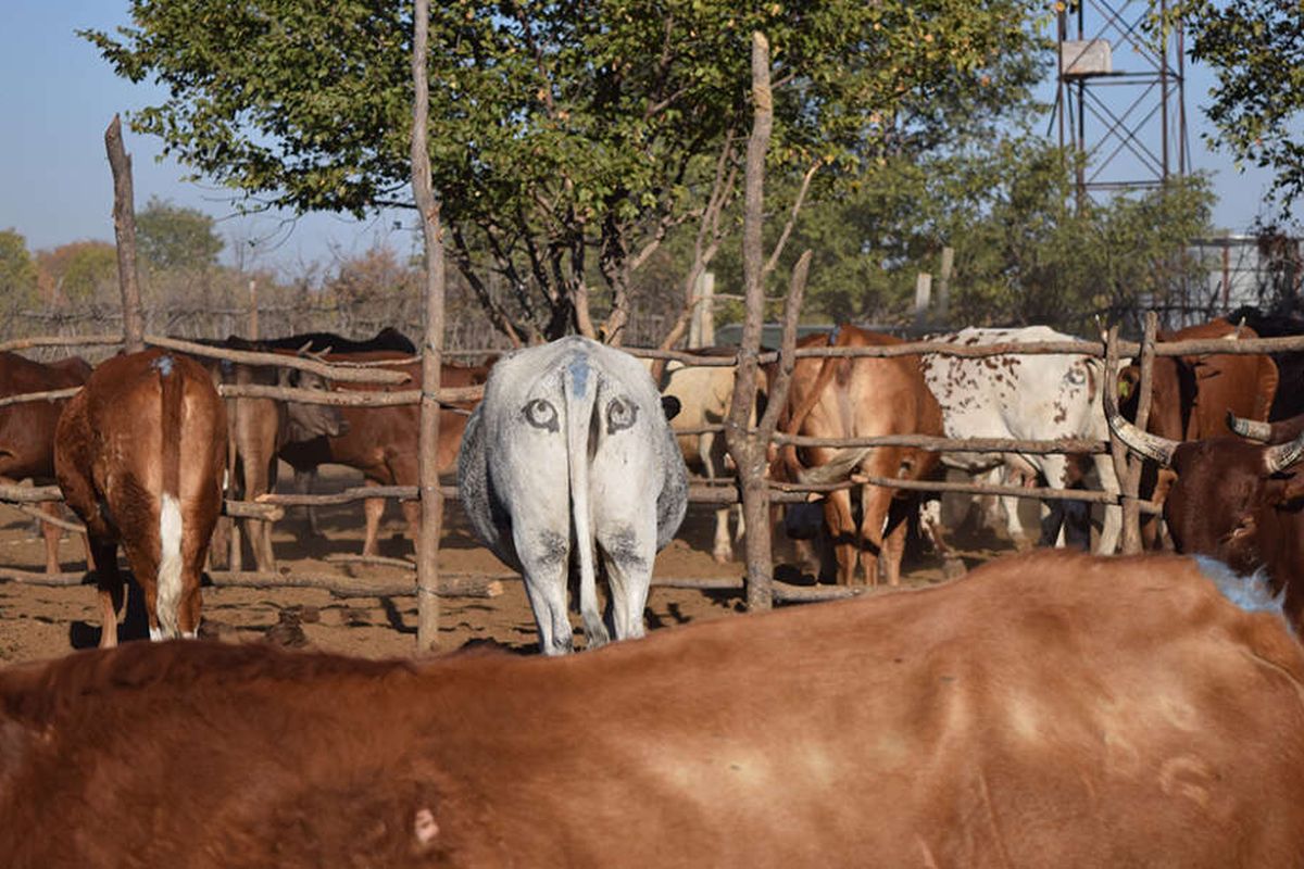 Peneliti menggambar mata pada pantat sapi sebagai cara untuk terhindar dari predator.