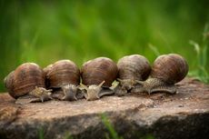 Kelambanan Selamatkan Siput dari Kepunahan