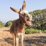 5 Fakta Keledai, Hewan dengan Suara Meringkik yang Unik