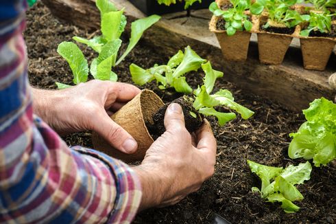 Memetik Laba dari Tren Berkebun di Rumah