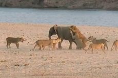 Video: Seekor Gajah Bertarung Lawan Kawanan Singa Lapar