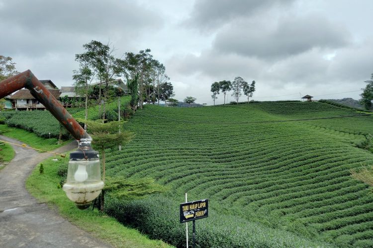 Suasana Kebun Teh Cikuya di Desa Hegarmanah, Kecamatan Cibeber, Kabupaten Lebak, Banten yang pernah mendapat juara teh terbaik di dunia, Minggu (27/12/2020)
