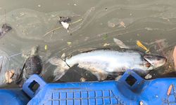 Sungai Cisadane Tercemar Pestisida, Warga Diminta Jangan Gunakan Airnya